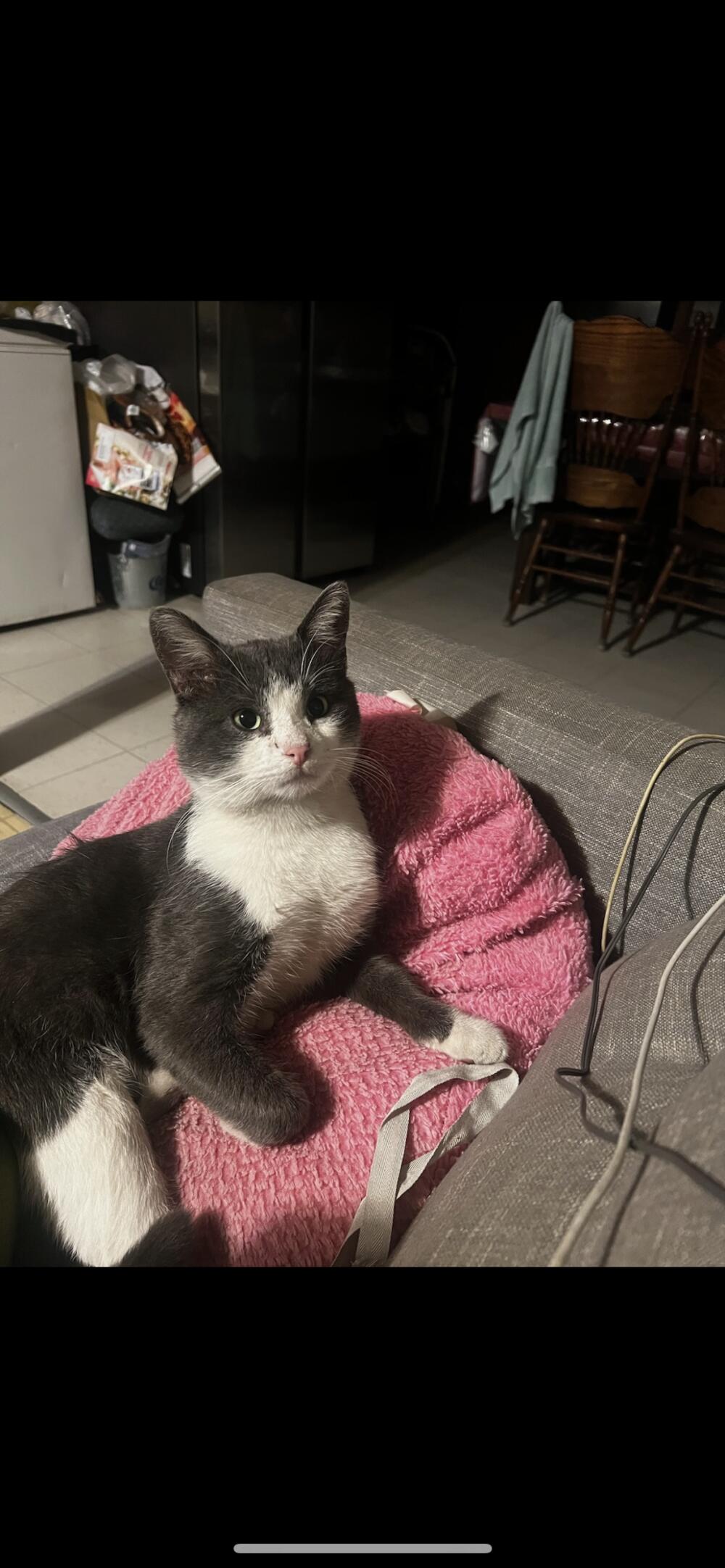 Marshall, Grey and White Shorthair