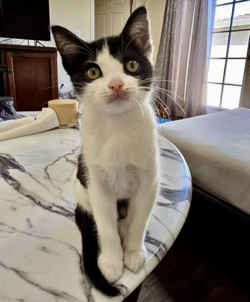 Lost female domestic shorthair cat  black and white and pink paw pads, neutered and microchipped. Temple City.