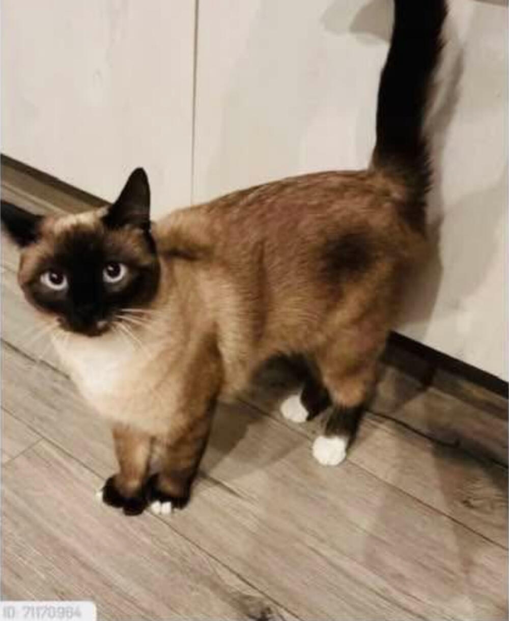 Siamese cat Female Lost Altadena