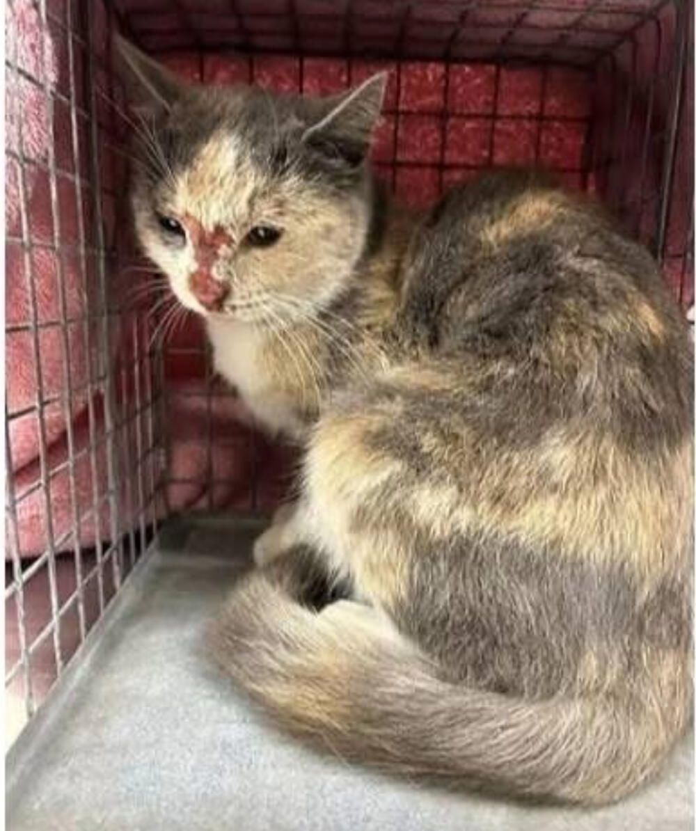 ~ 1 year old FEMALE shorthair calico with white / orange / brown spots 🔥 TRANSFER FROM ENCINO 🔥