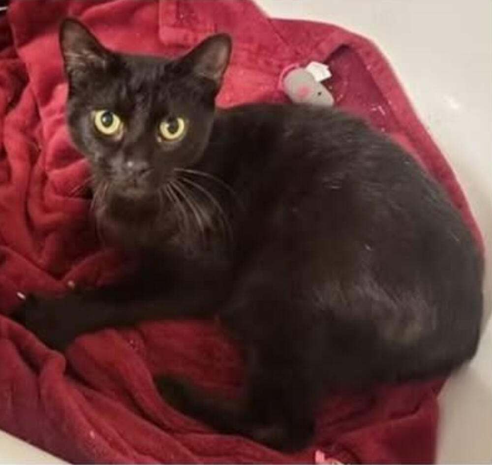 🔥 From Pasadena 🔥 Found ~10 mos MALE black cat domestic shorthair