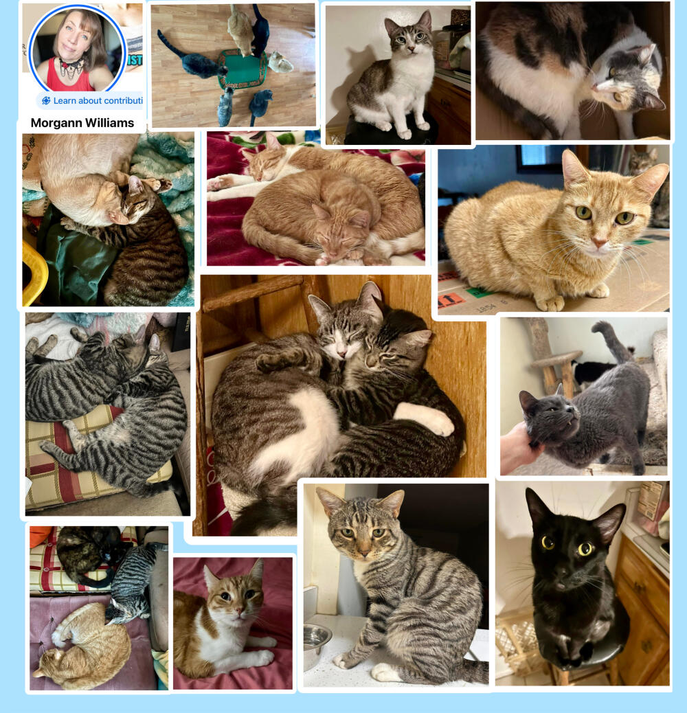 🚨Urgent! New families wanted for 20 cats! 🚨