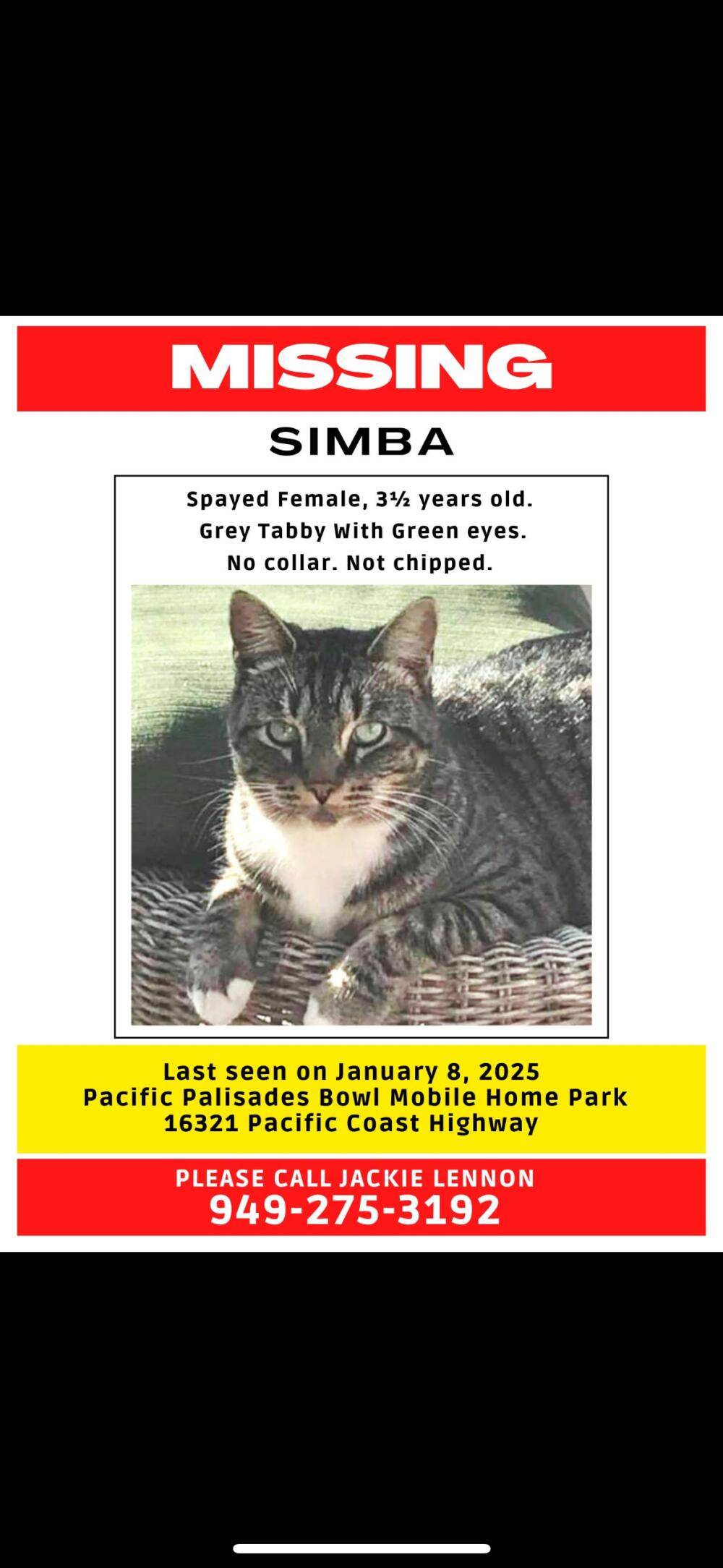 Tabby cat from Palisades Mobile park