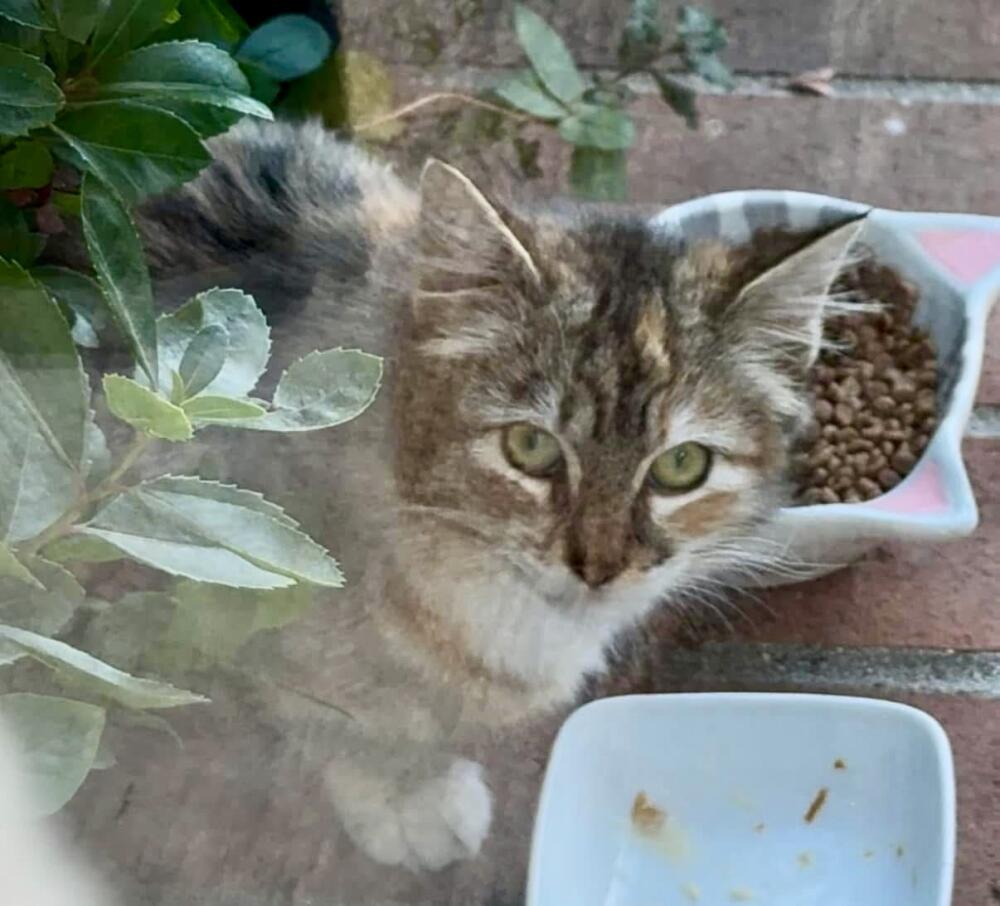 Found cat in Calabasas area gray tabby (tortoise) longhair with white paws