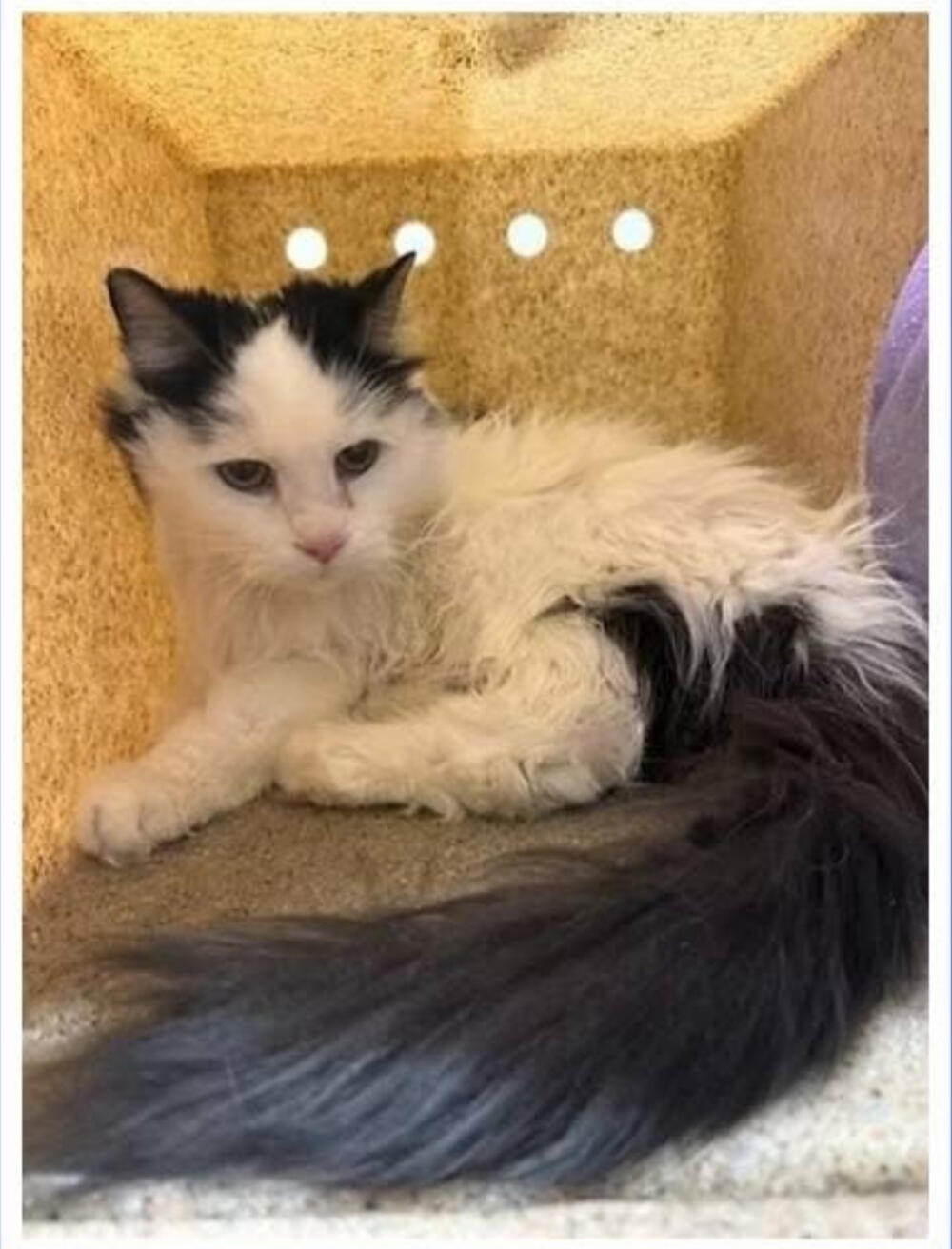 Found 🔥 TRANSFER FROM ALTADENA  🔥 ~ 10 years Female Domestic shorthair Black & White