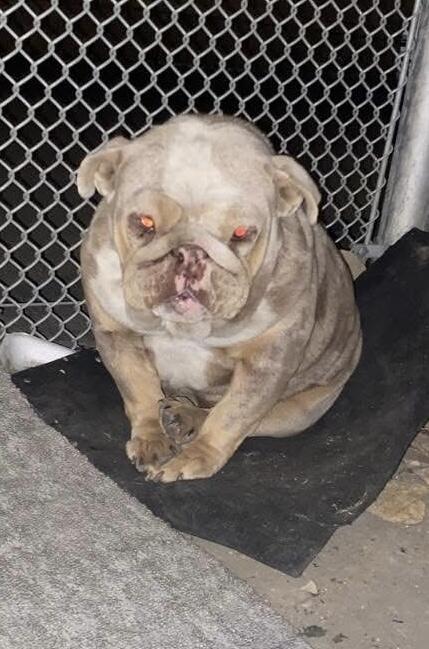 Found Bulldog gray tan white colors