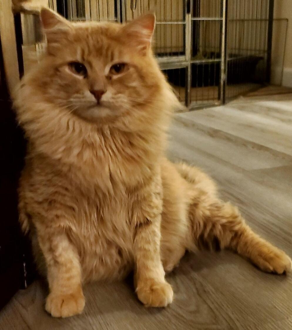 Neutered Domestic Long Hair Tan Male Cat