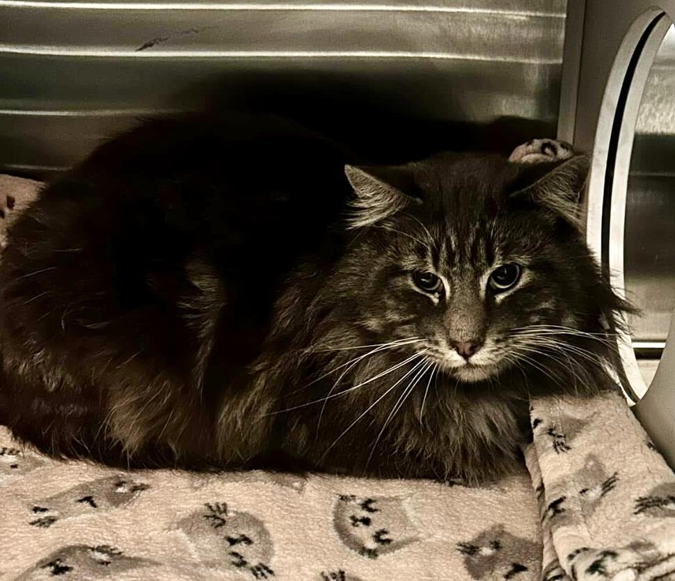 Found Gray tabby longhair main coon? Male.