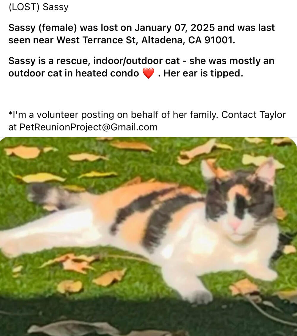 Lost cat calico white black orange