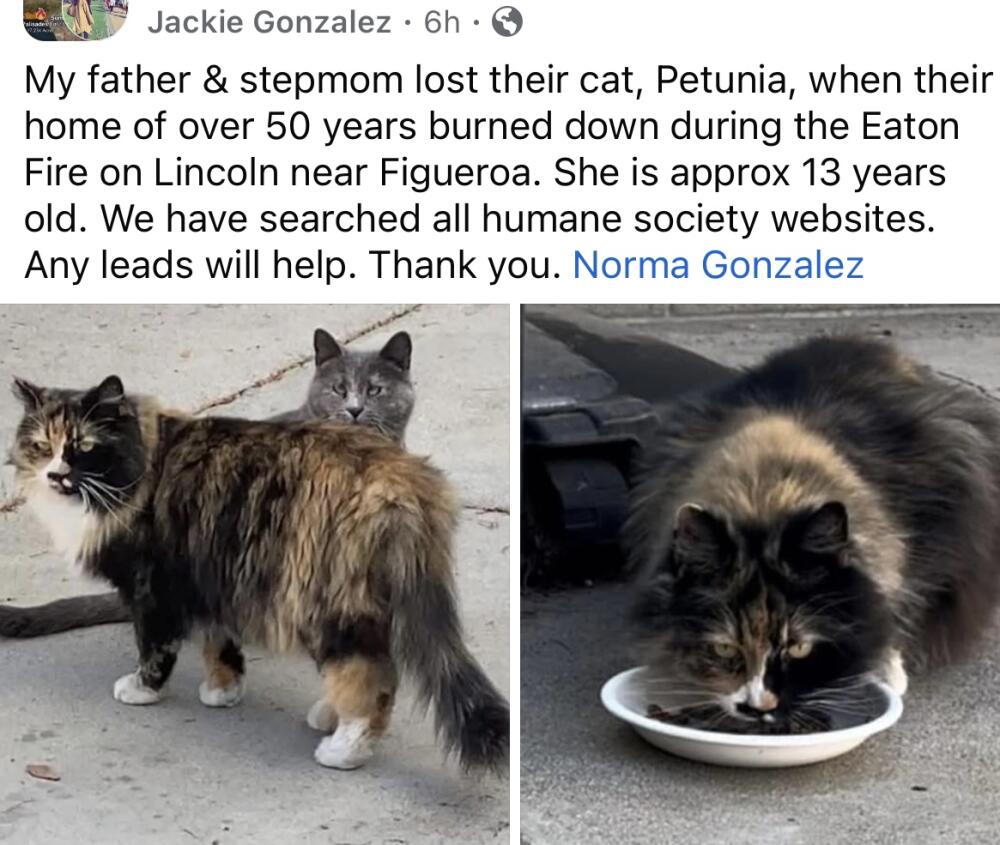 Lost female cat longhair calico tortoise shell. Petunia lost during the Eaton Fire on Lincoln near Figueroa