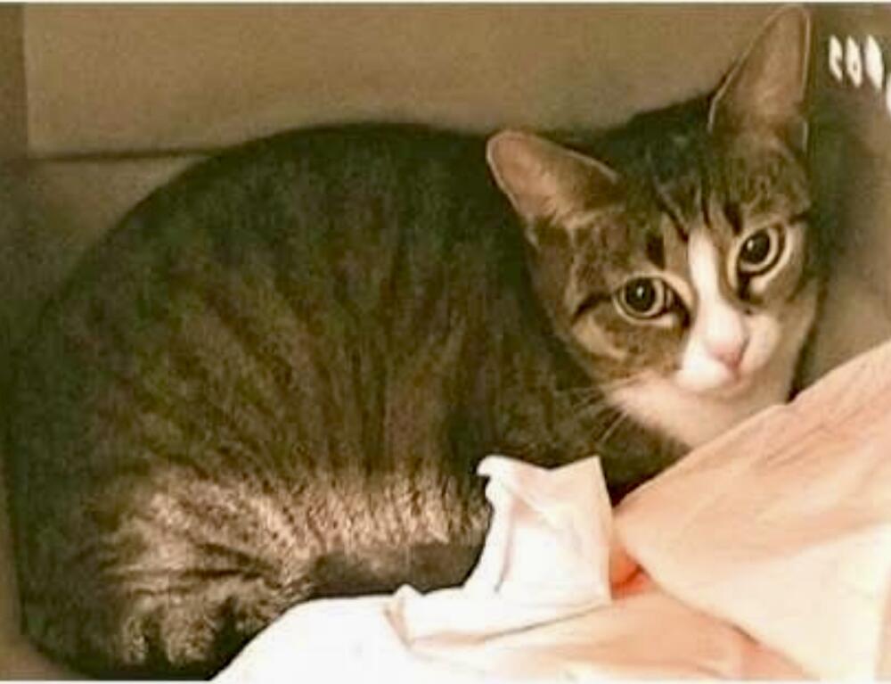 Found ~ 1 year old FEMALE shorthair Grey / brown tabby and White nose white chin. 🔥 TRANSFER FROM ENCINO 🔥