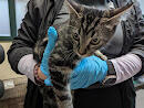 Found gray tabby cat ~ 5 months old