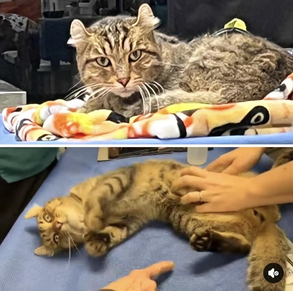 Found gray brown tabby MALE LYNX NEUTERED NOT CHIPPED POLYDACTYL