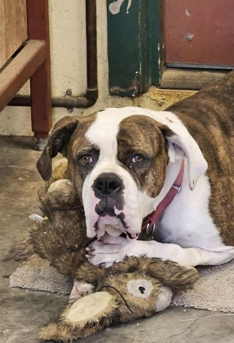 Dog lost Fair Oaks in Altadena