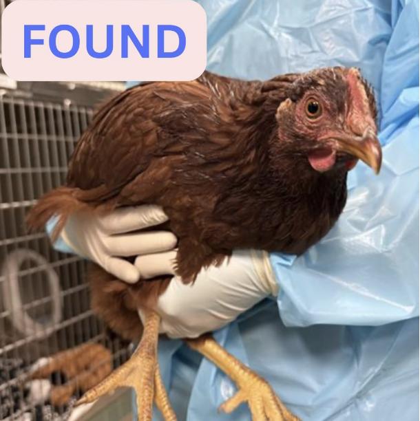 Chicken  found Altadena