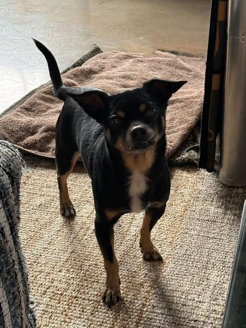 Dog found DTLA