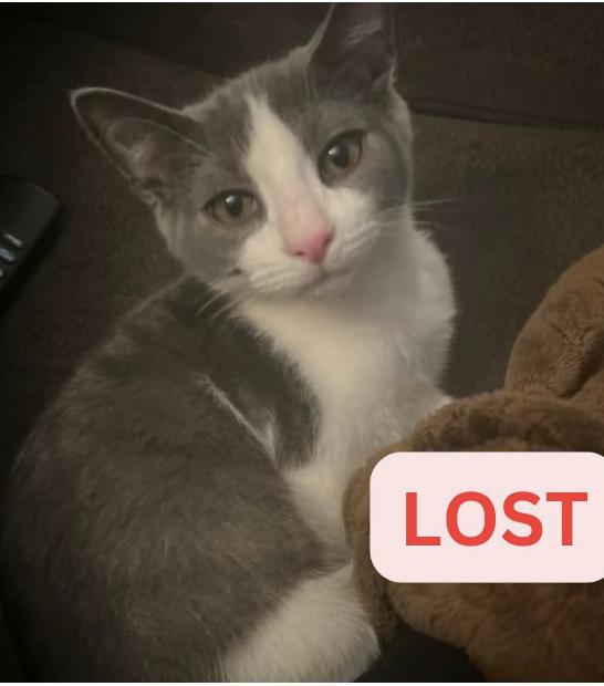 Cat lost Last Seen : on El Molino between Mariposa and Fontanet