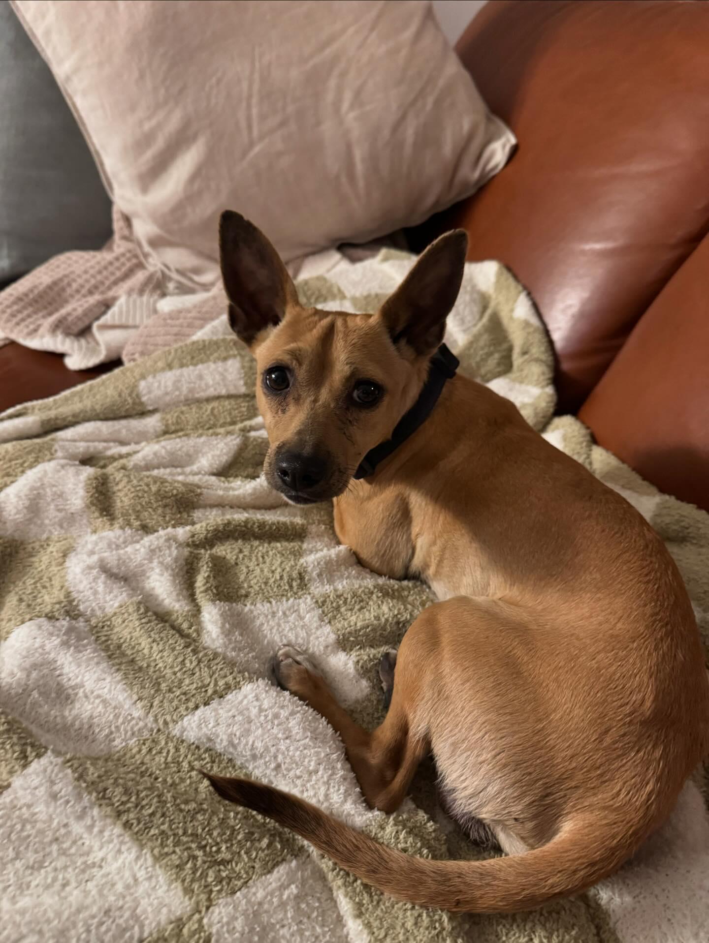 Dog found Silverlake