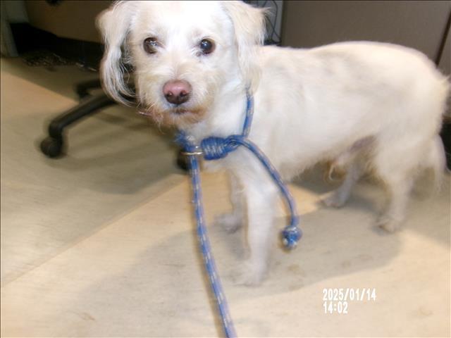 Dog found