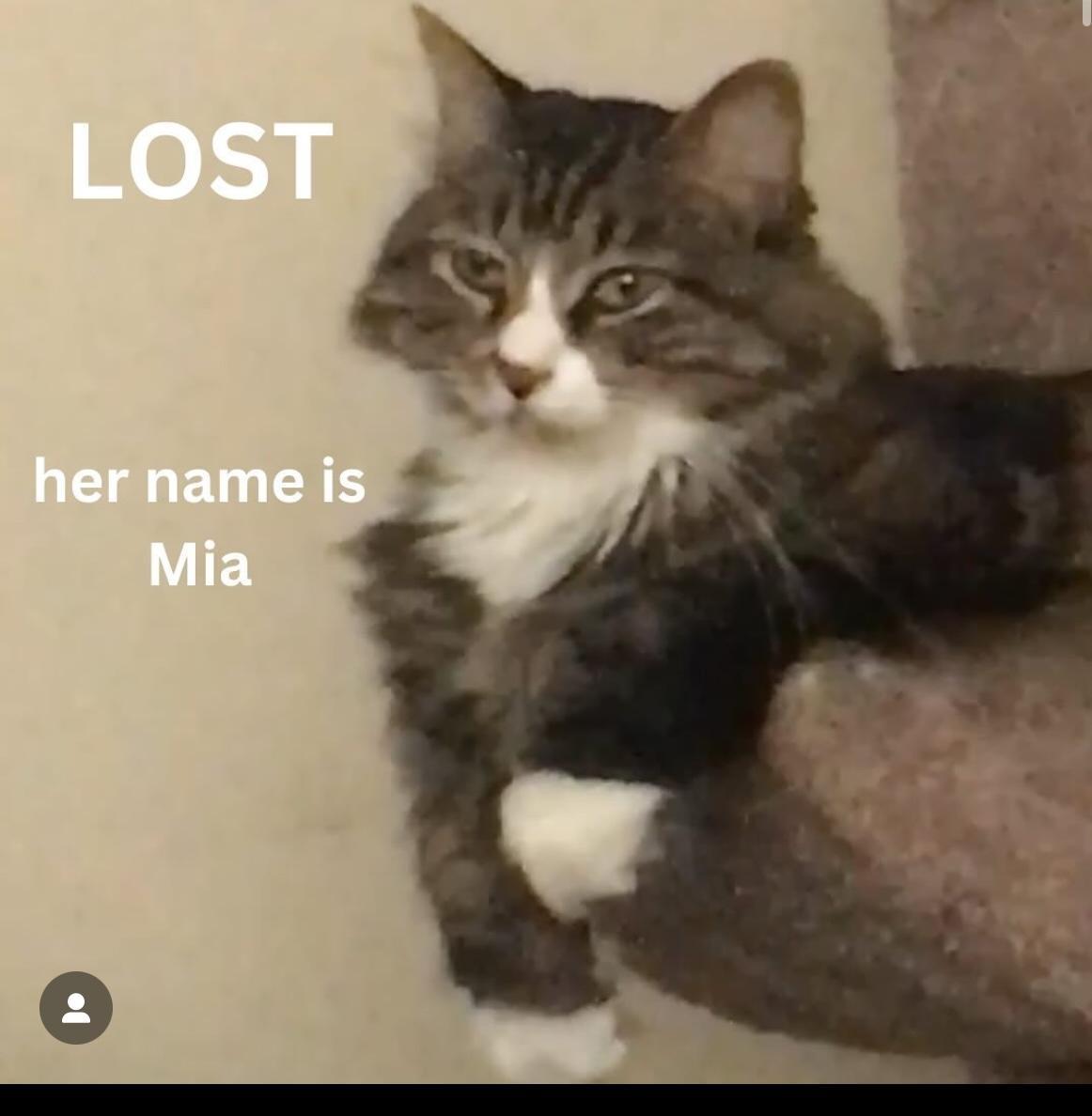 Cat lost Altadena Dr and Thuringia Av