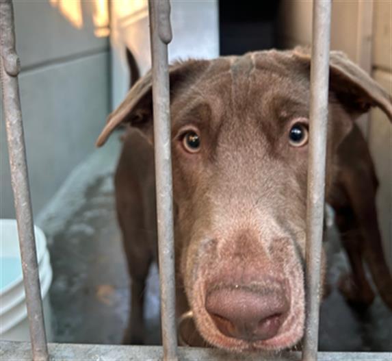 Dog found Pasadena