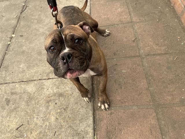 Dog found Pasadena