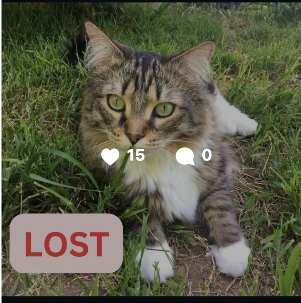 Cat lost 720 E Calaveras Street by El Molino