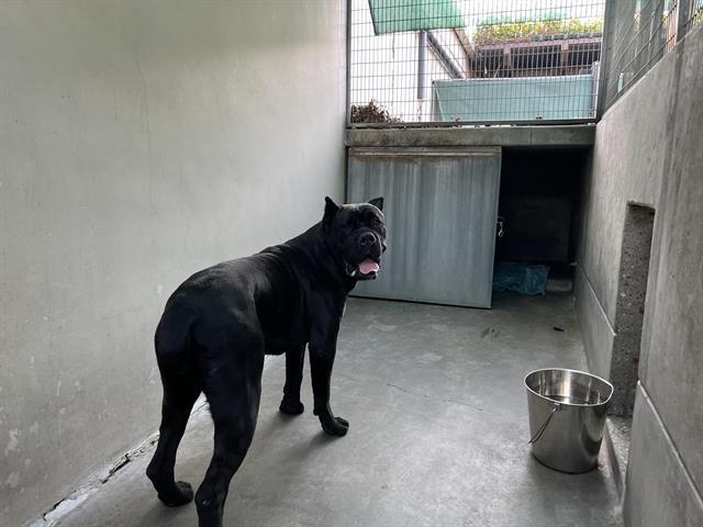 Dog found Pasadena