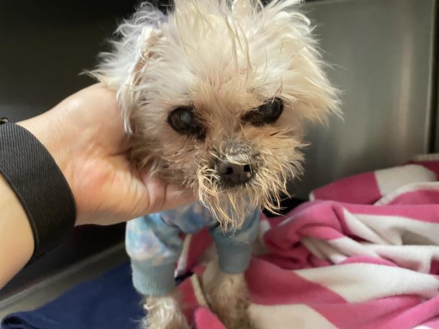 Dog found Pasadena