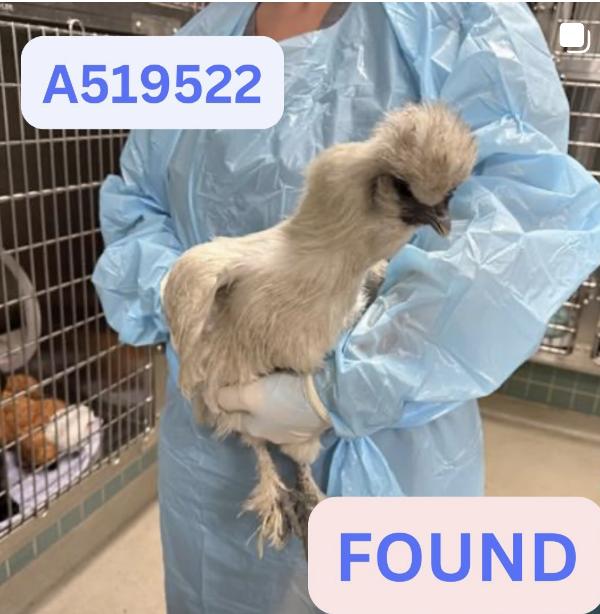 Chicken  found