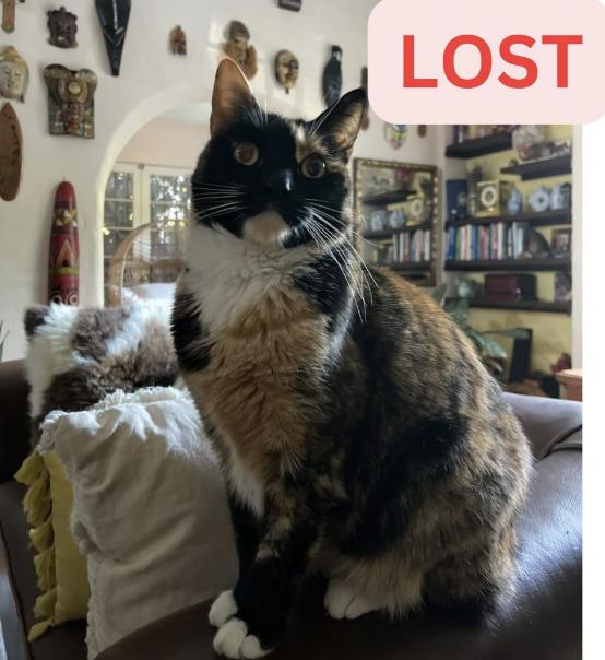 Cat lost Last Seen: East Palm street and Lake altadena