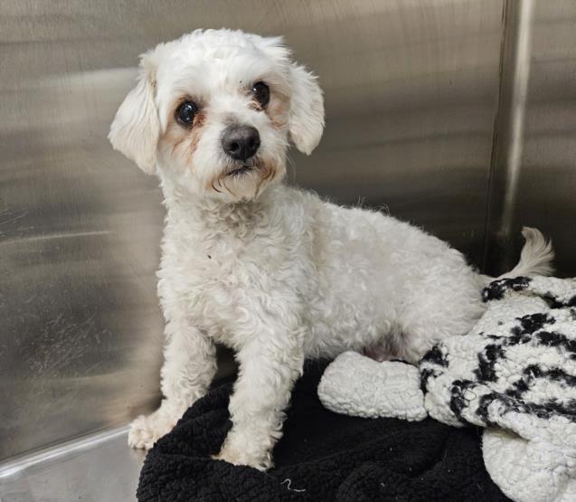 Dog found (888) 452-7381 Closes at 05:00 pm today (888) 452-7381