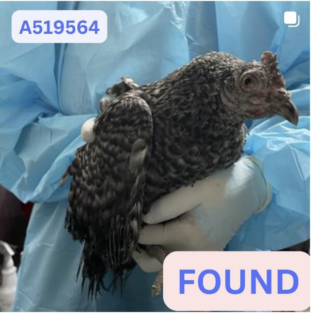 Chicken  found 2300 Block Navarro