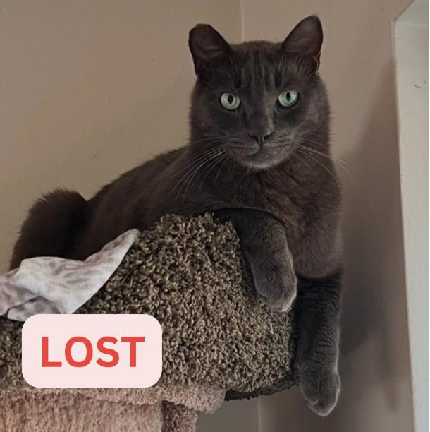 Cat lost 1467 Braeburn Rod (braeburn / Boulder / page)