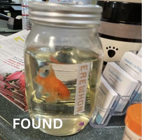 Fish found