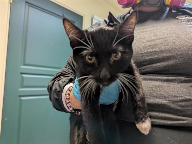 Cat found Pasadena