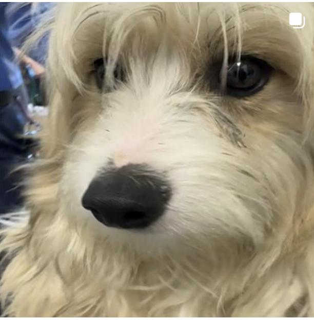 Dog found