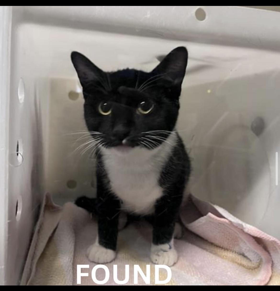 Cat found