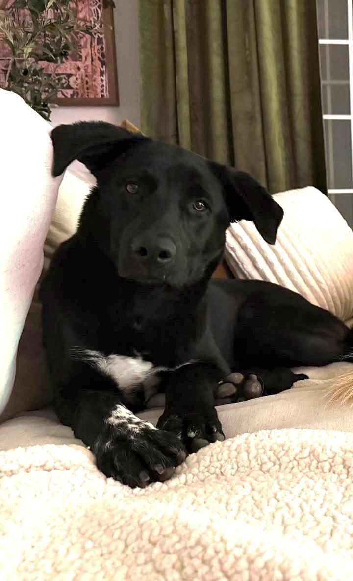 Dog found