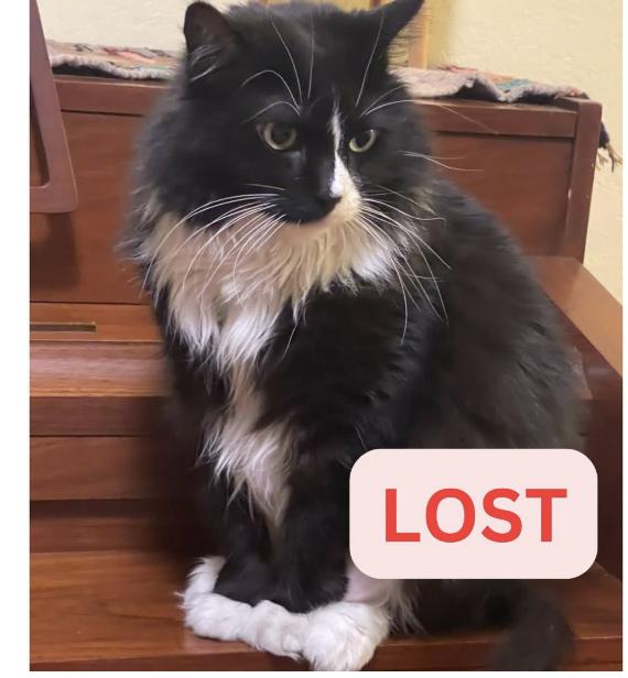 Cat lost Last Seen Near: East Palm ST and Lake