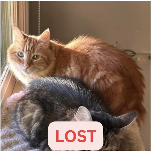 Cat lost Last Seen: Banning way in San marino