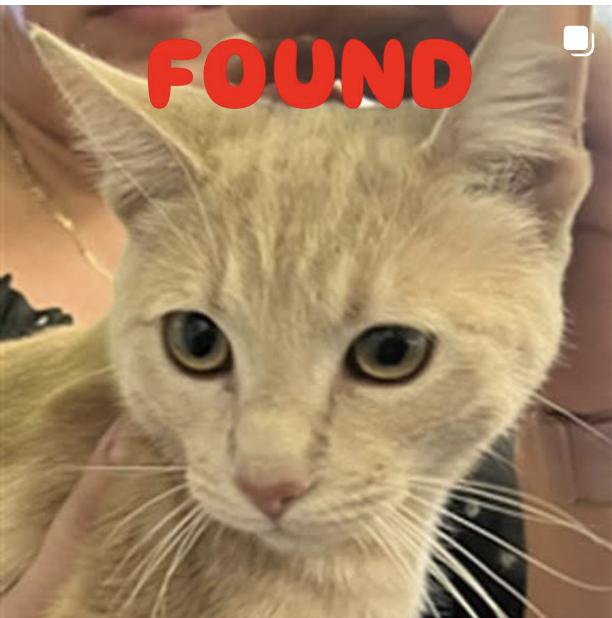 Cat found