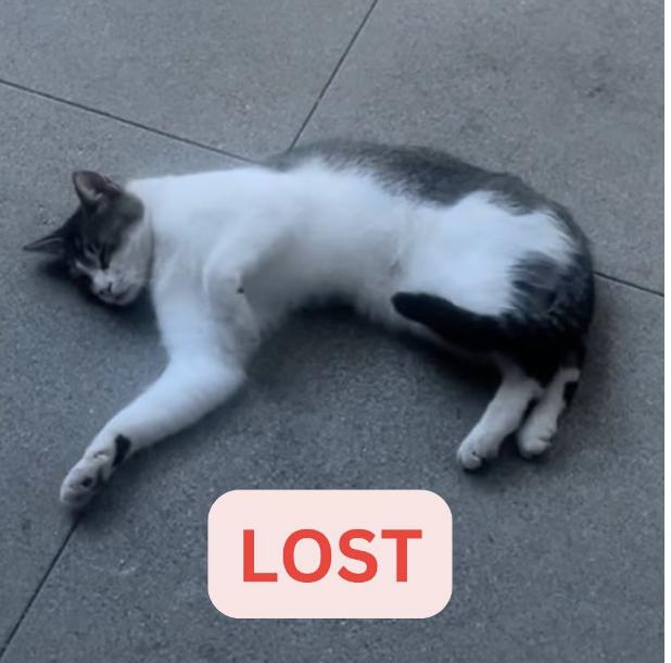 Cat lost Last Seen: Tanoble and Braeburn