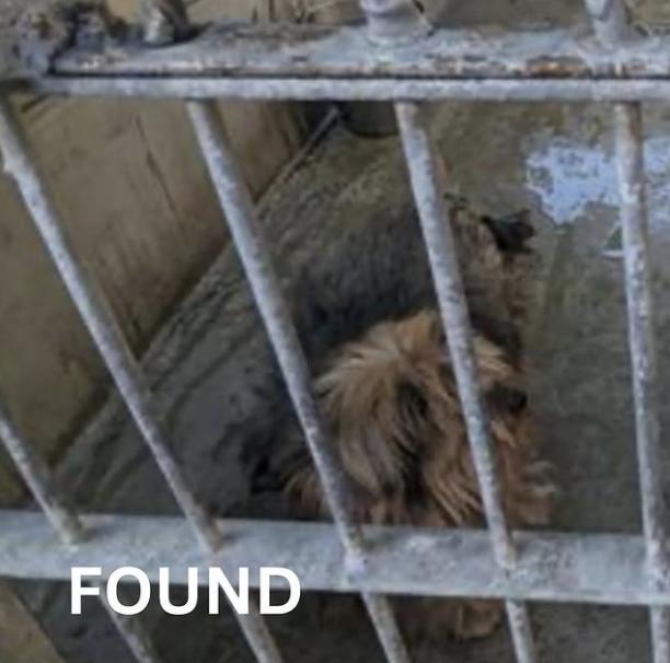 Dog found
