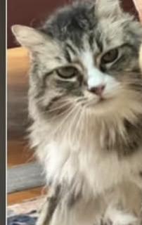 Cat lost 16525 Akron St, Pacific Palisades, CA 90272