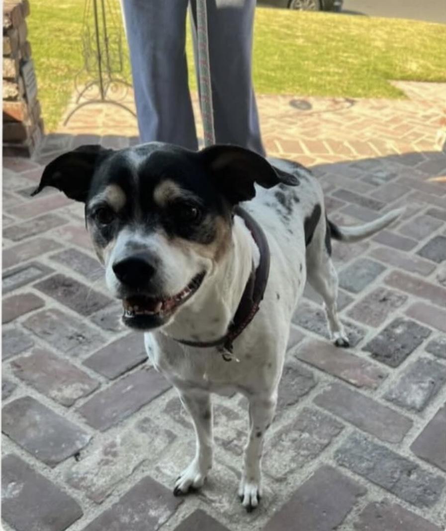 Dog found Downey