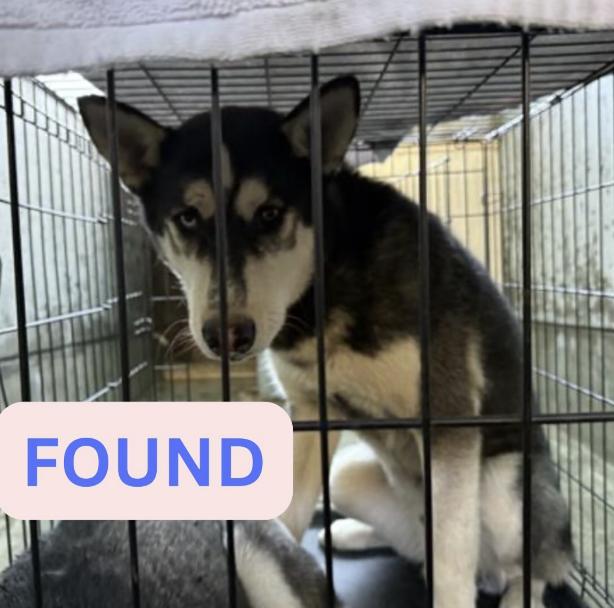 Dog found FOUND MALE DOG. The location were the dog was found is Maiden lane and Wapello street. Current location Pasadena Humane Society ID number A519617