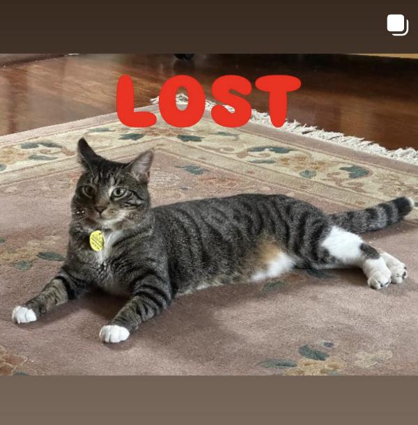 Cat lost from a house near Sunset and Chautauqua, Palisades