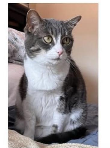 Cat lost 2210 N Crawford Ave, Altadena