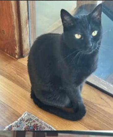 Cat lost 16525 Akron St, Pacific Palisades, CA 90272